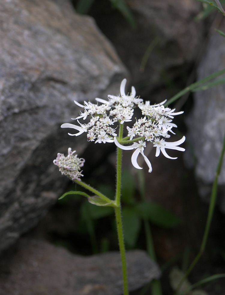 Image of Heracleum apiifolium specimen.