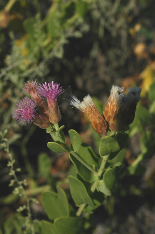 Изображение особи Karelinia caspia.