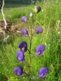 Aconitum baicalense