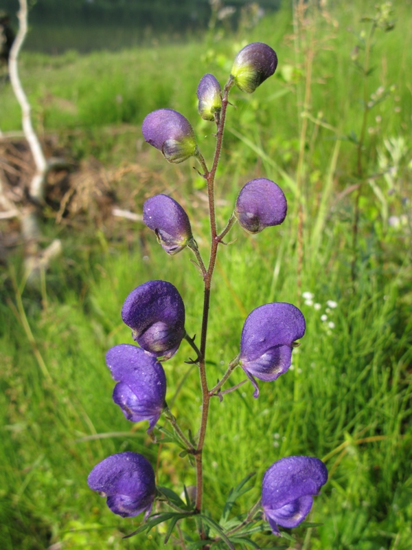 Изображение особи Aconitum baicalense.