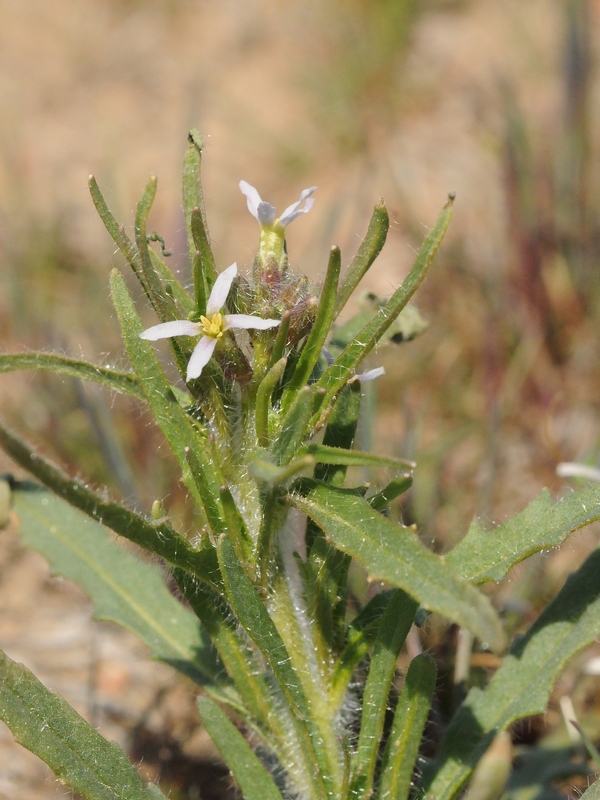 Изображение особи Diptychocarpus strictus.