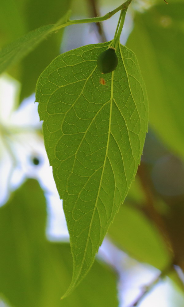 Изображение особи Celtis occidentalis.