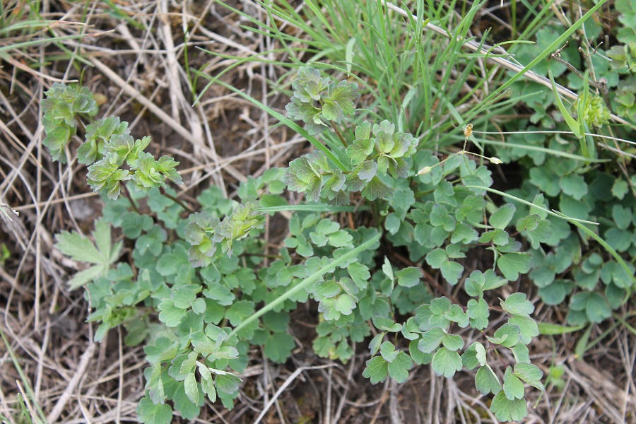 Image of Thalictrum minus specimen.