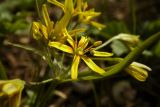 Gagea lutea