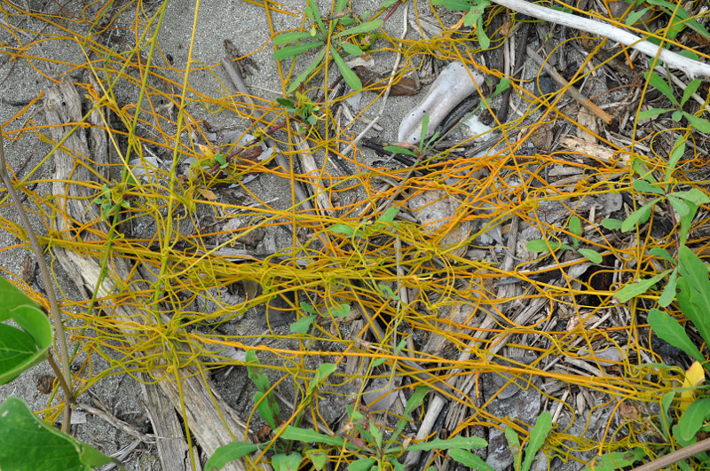 Image of Cassytha filiformis specimen.