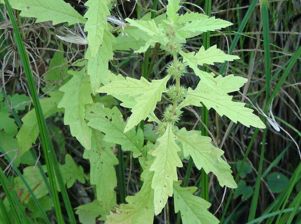 Image of Lycopus europaeus specimen.