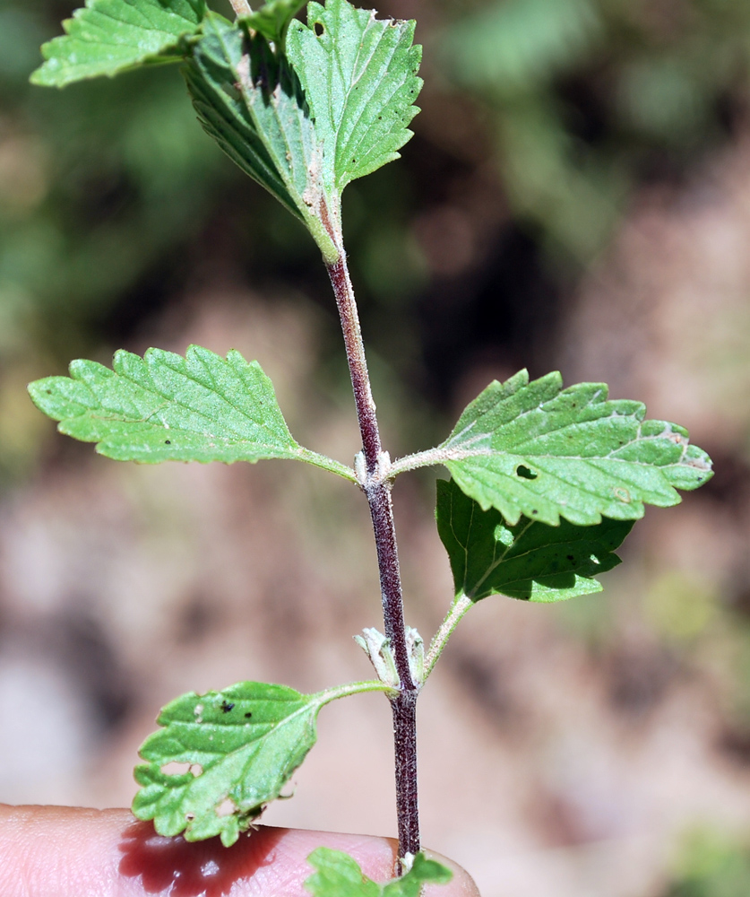 Image of Scutellaria adenostegia specimen.