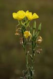 Oenothera biennis. Верхушки побегов с бутонами, цветками и завязывающимися плодами. Калужская обл., окр. ст. Думиничи, олуговелая вырубка. 27.08.2009.