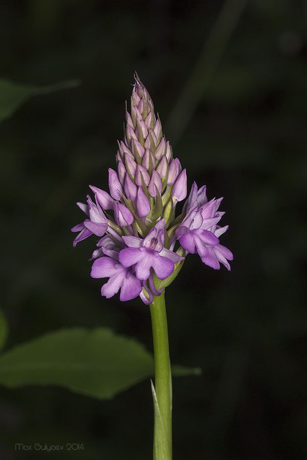 Image of Anacamptis pyramidalis specimen.