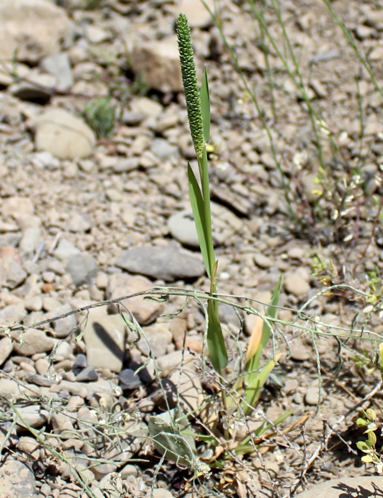 Изображение особи Phleum paniculatum.