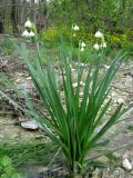 Leucojum aestivum