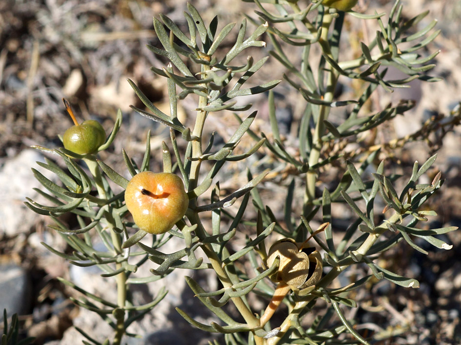 Image of Peganum harmala specimen.