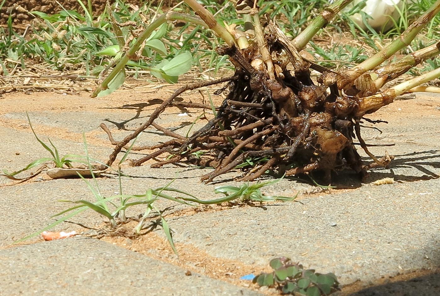 Image of Commelina erecta specimen.