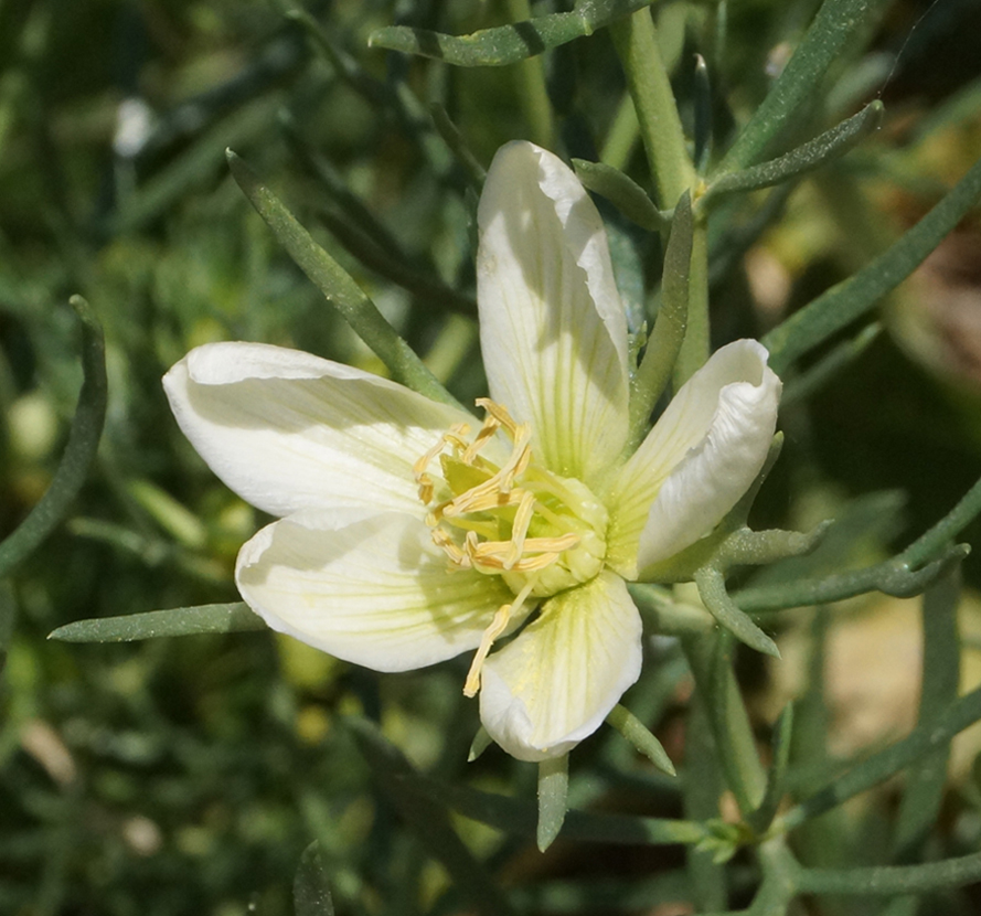 Image of Peganum harmala specimen.