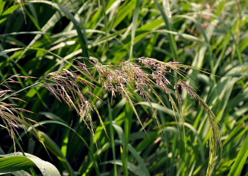 Image of Zizania latifolia specimen.