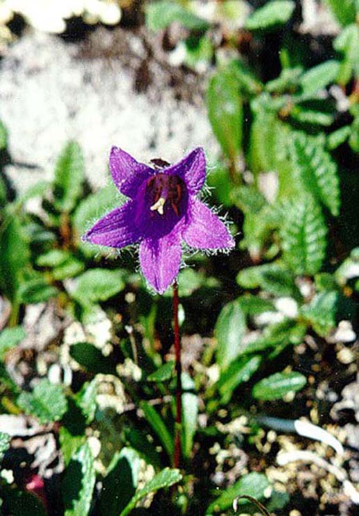 Изображение особи Campanula dasyantha.