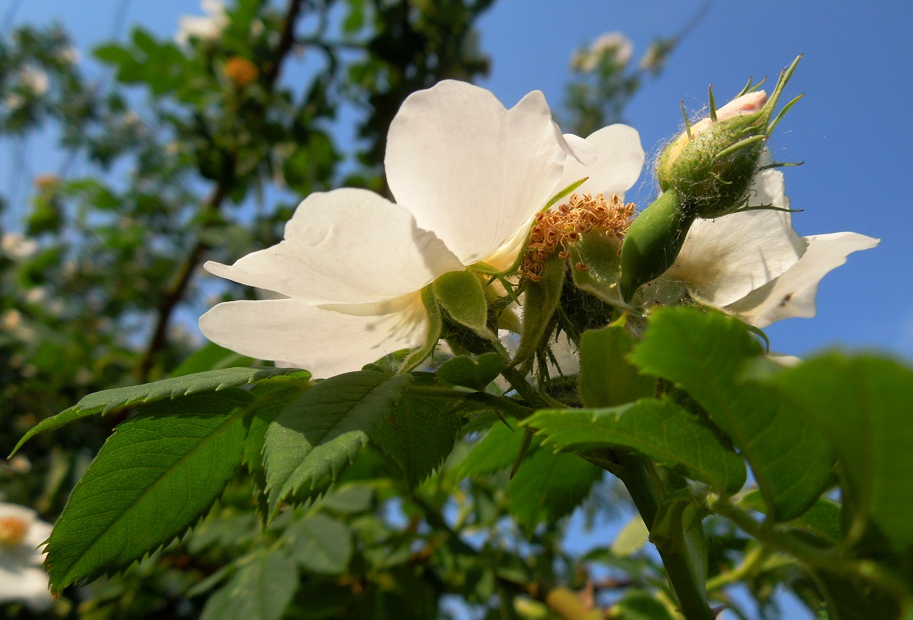 Изображение особи Rosa canina.