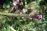 genus Pilosella. Черешок. Челябинская обл., окр. г. Челябинск, Золотая горка, берёзовый лес. 03.07.2014.