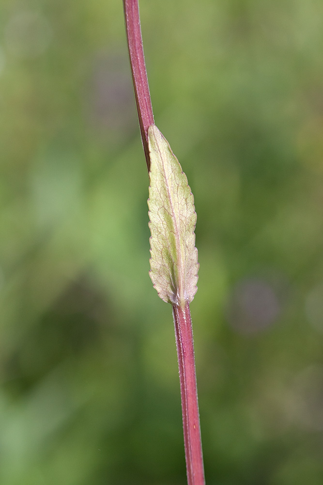 Image of Campanula patula specimen.