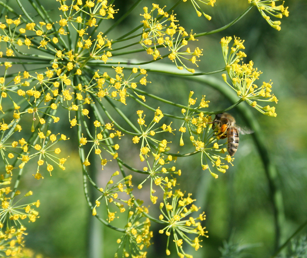 Изображение особи Anethum graveolens.