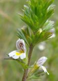 Euphrasia frigida