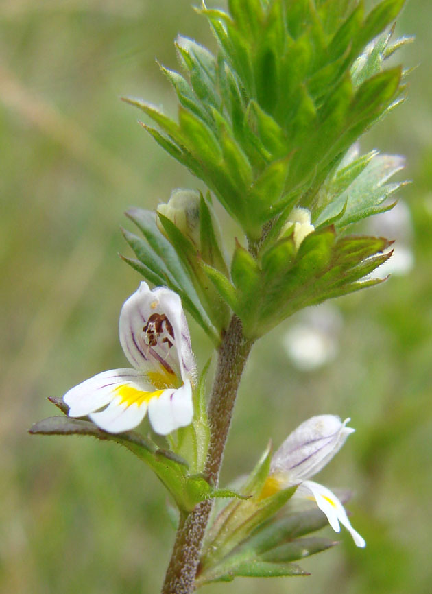 Изображение особи Euphrasia frigida.