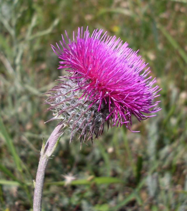 Image of Carduus uncinatus specimen.