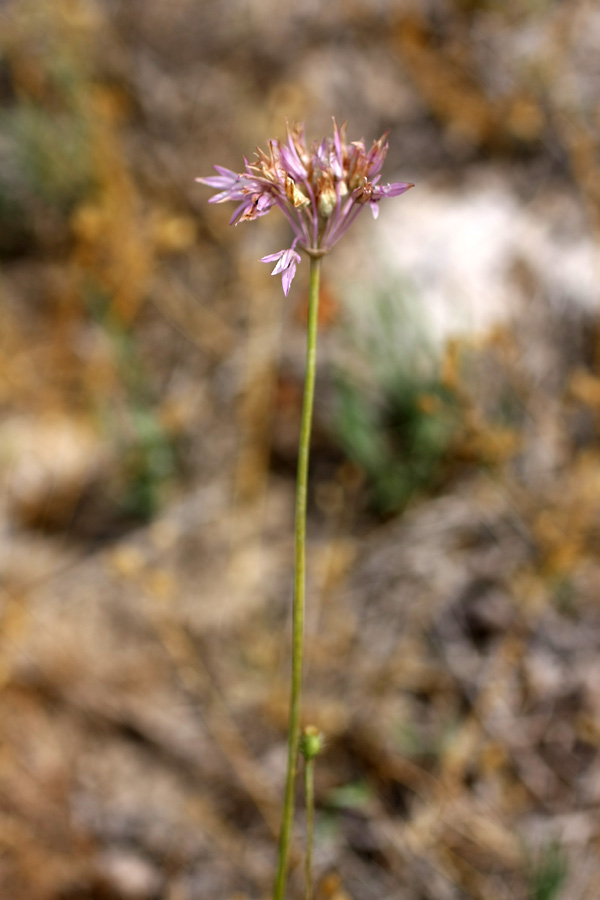 Image of genus Allium specimen.