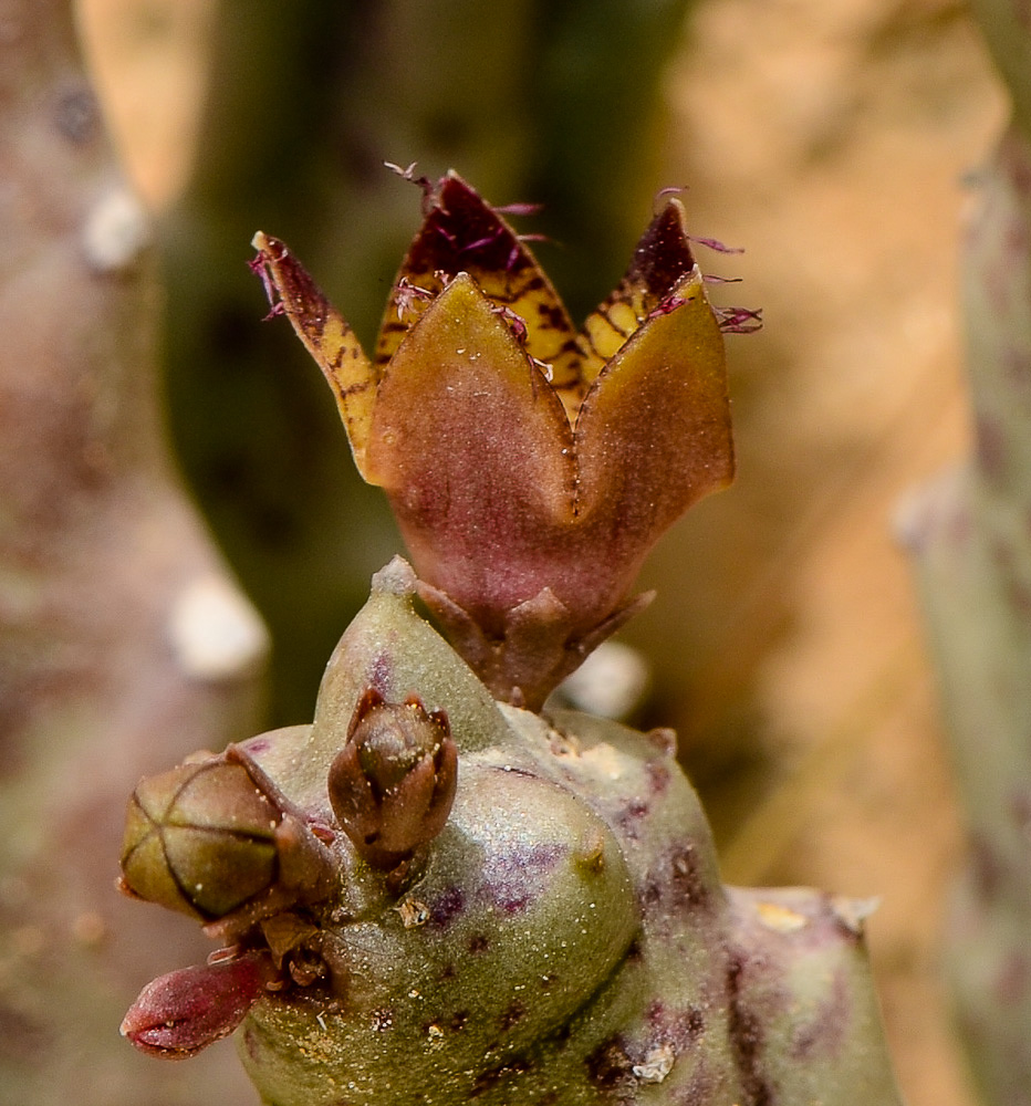 Изображение особи Caralluma europaea.