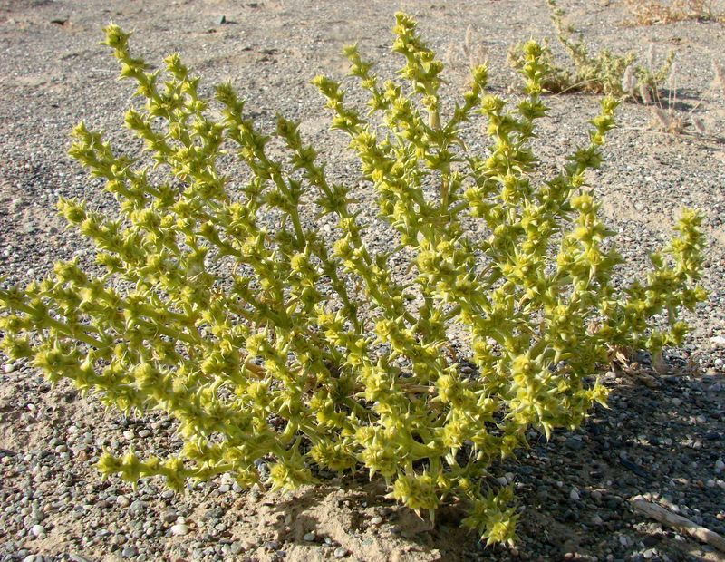 Image of Anabasis annua specimen.