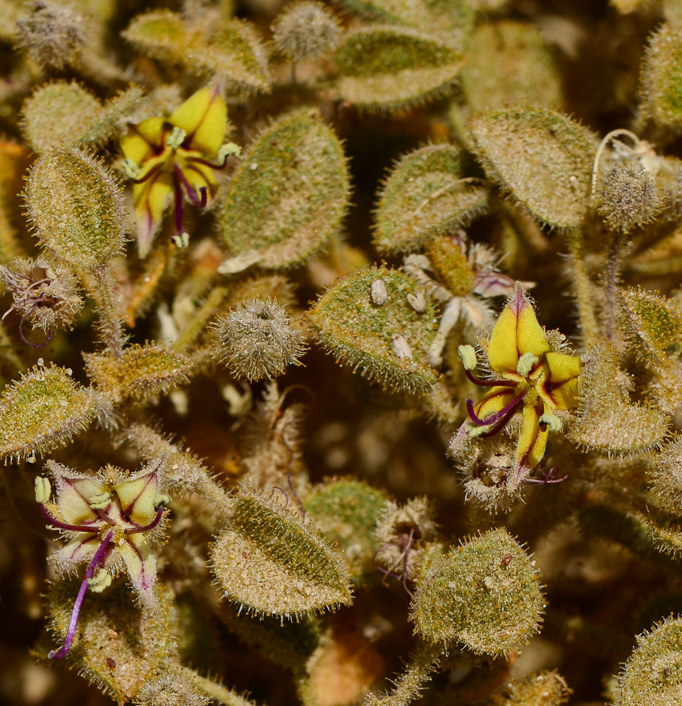 Image of Cleome droserifolia specimen.