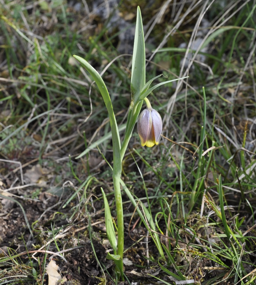 Image of Fritillaria uva-vulpis specimen.