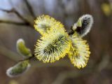 Salix caprea