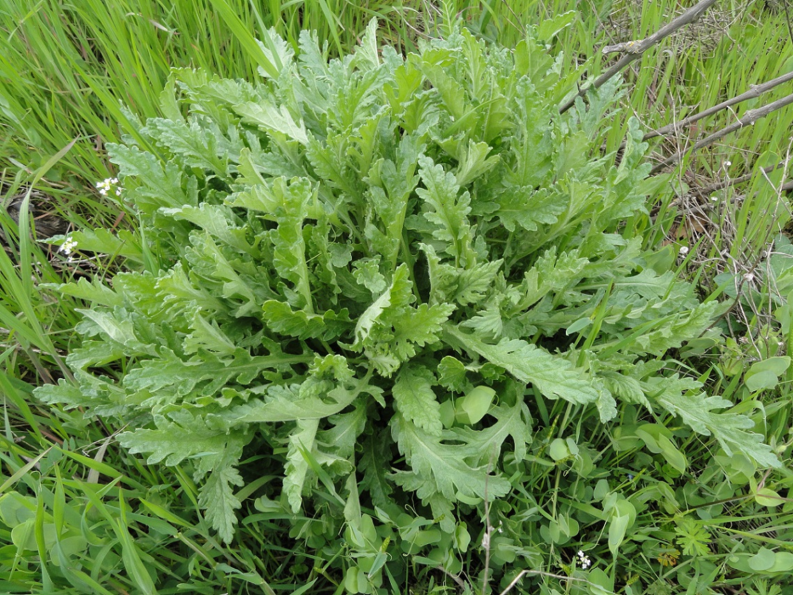 Изображение особи Senecio grandidentatus.