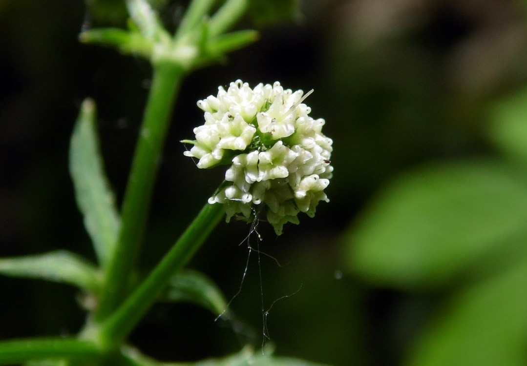 Изображение особи Sanicula europaea.