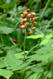 Actaea erythrocarpa. Соплодие с созревающими плодами. Свердловская обл., окр. г. Североуральск, сосняк с елью. 31.07.2006.