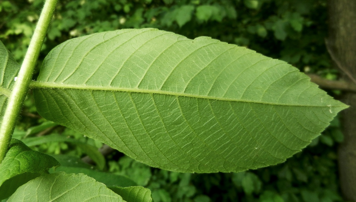 Image of Juglans mandshurica specimen.