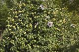 Passiflora caerulea. Часть цветущего растения, обвивающего опору фонарного столба. Италия, Саленто, вершина пологого холма к югу от г. Отранто. 09.06.2014.