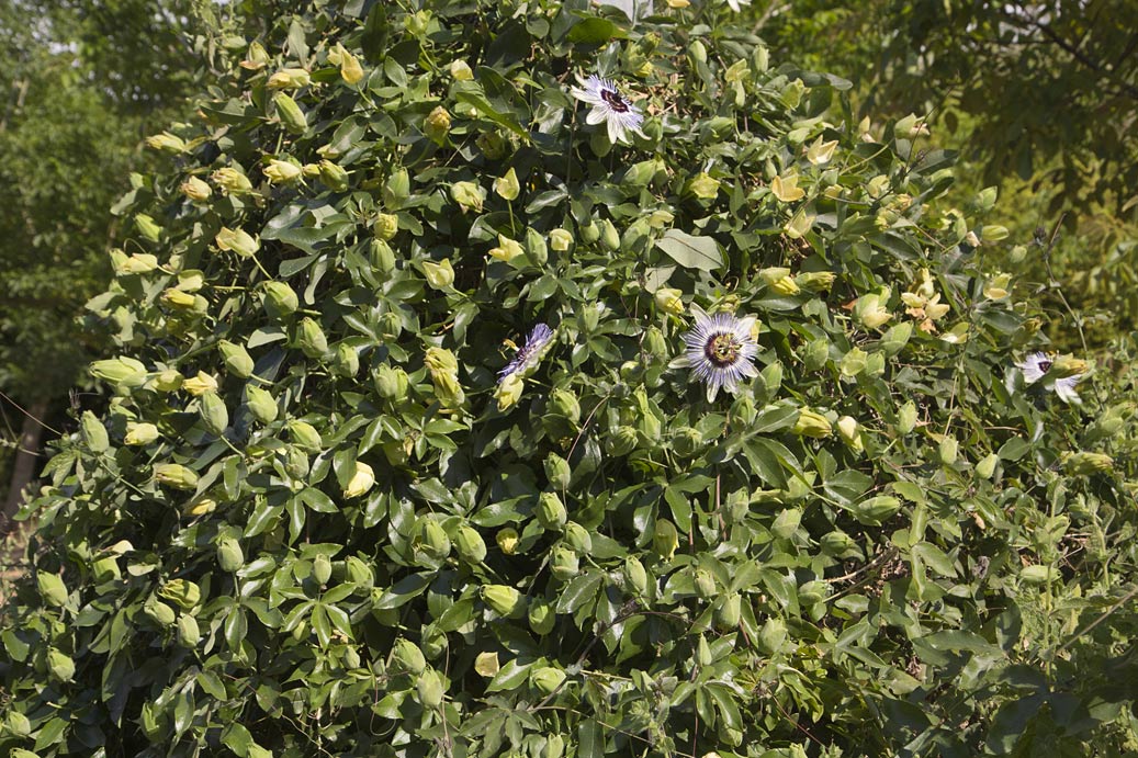 Изображение особи Passiflora caerulea.