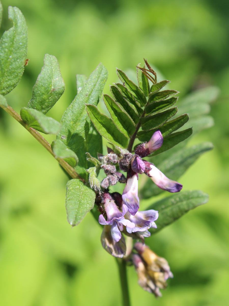 Image of Vicia sepium specimen.