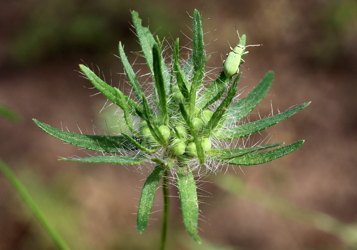 Изображение особи Asperula arvensis.