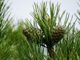 Pinus koraiensis. Верхушка ветви с шишками. Приморье, окр. г. Находка, склон сопки. 14.05.2016.