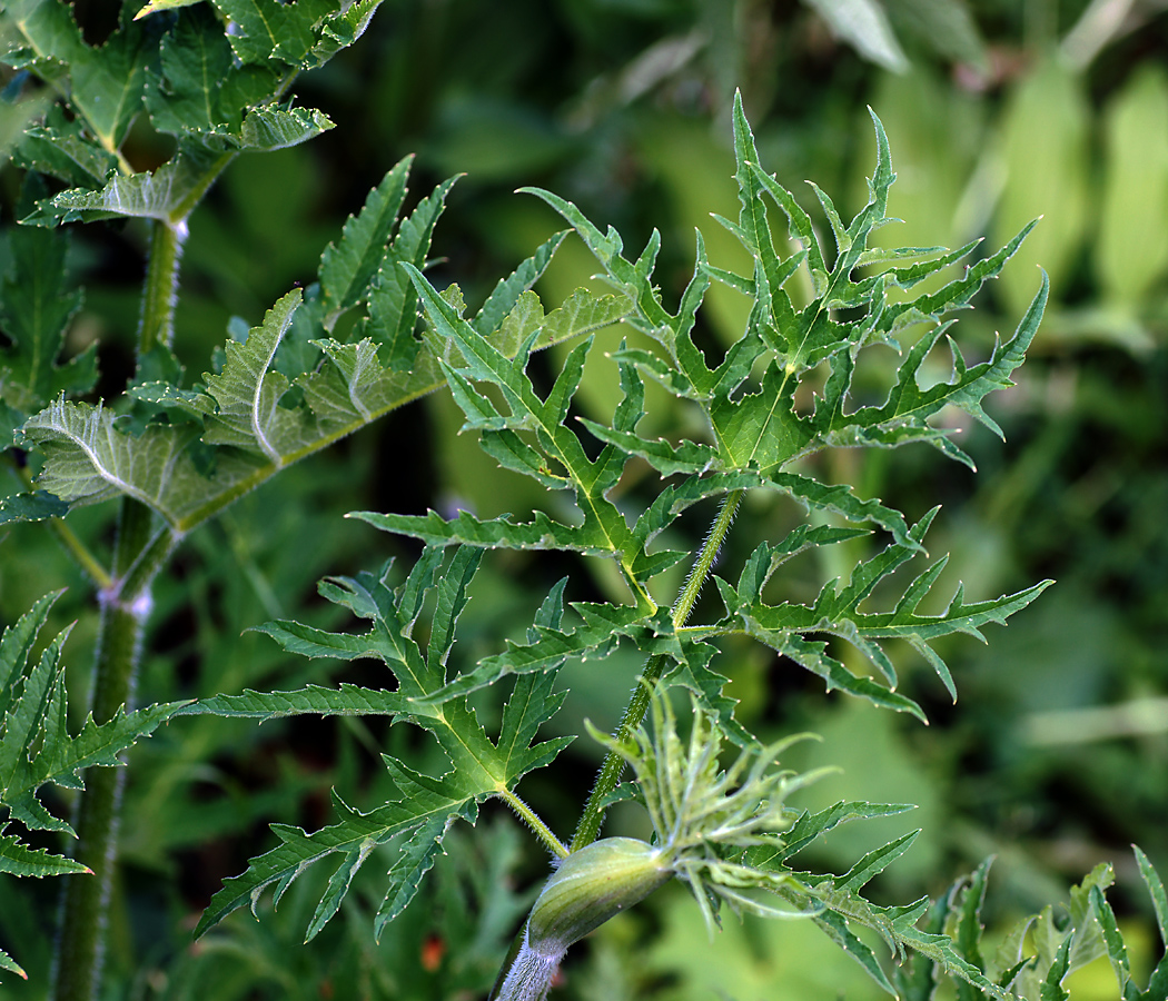 Изображение особи Heracleum sibiricum.