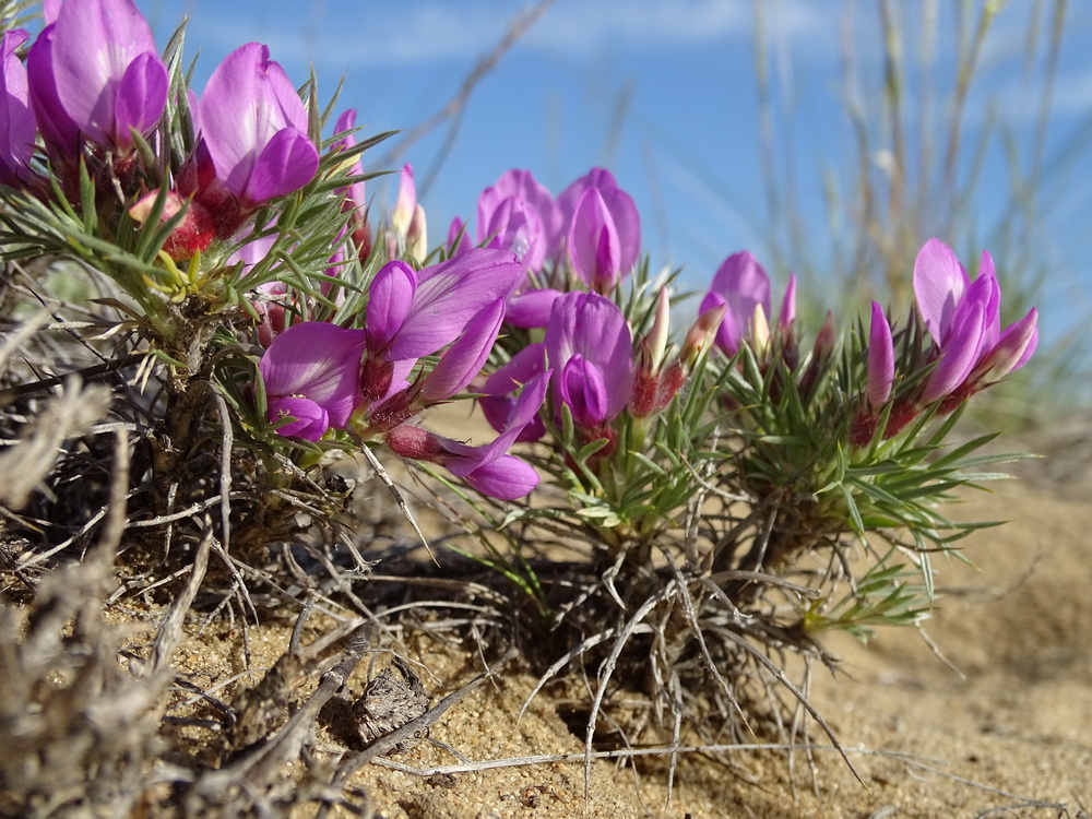 Image of Oxytropis aciphylla specimen.