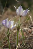 Pulsatilla patens