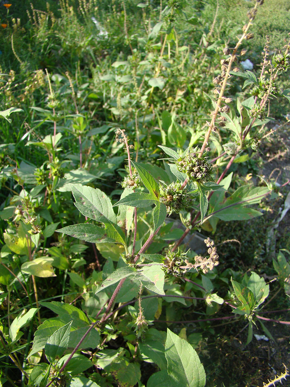 Изображение особи Ambrosia trifida.