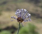 Allium caeruleum