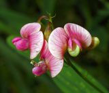 Lathyrus sylvestris