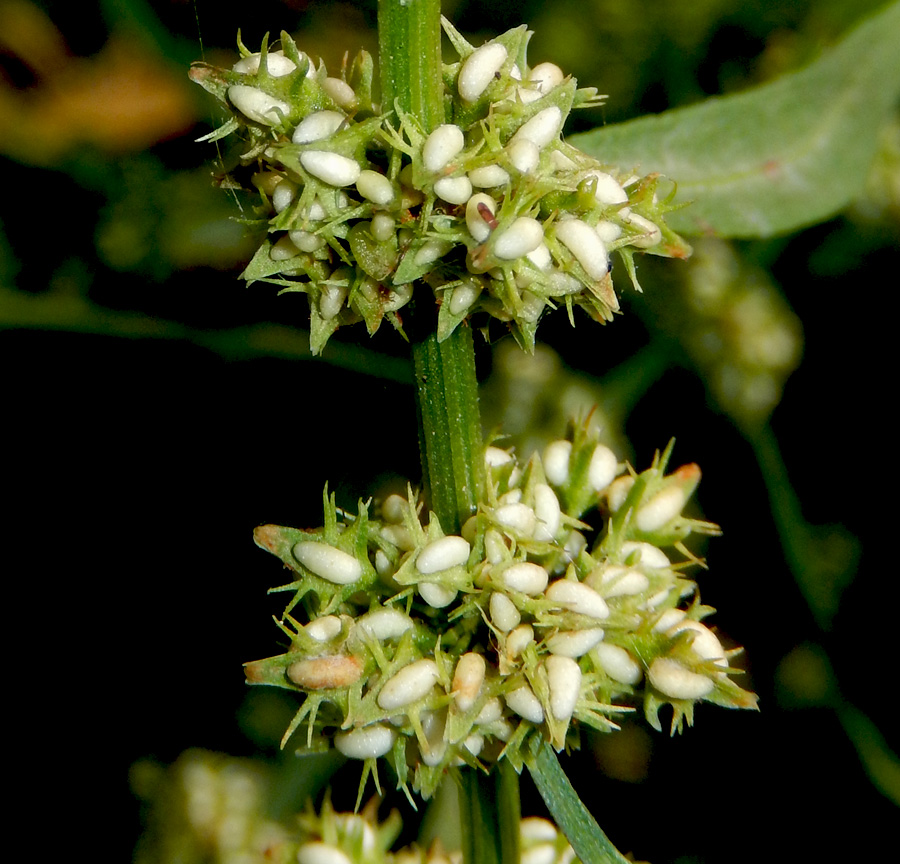 Image of Rumex halacsyi specimen.