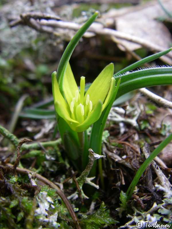 Image of genus Gagea specimen.